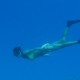 Free diving courses Hideaway Maldives
